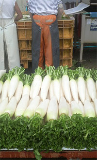 jopparidaikon3